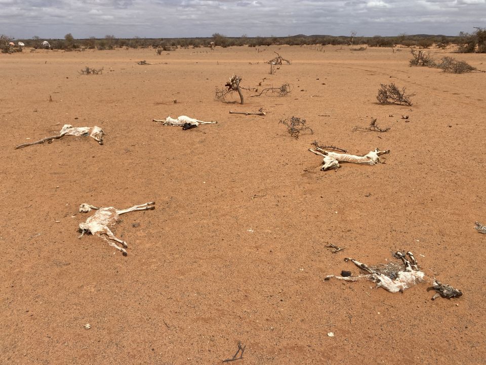 Livestock carcasses lie in the new Qurdubay internally displaced people's camp in the drought-stricken region of Dolow, Somalia, April 13, 2022. (CNS photo/Miriam Donohoe, Trócaire)
