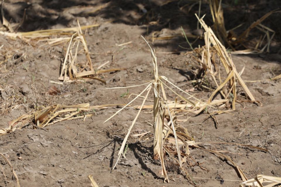 Maize stems remain dry after failing because of a drought in Kilifi, Kenya, Feb. 16, 2022. (CNS/Reuters/Baz Ratner)