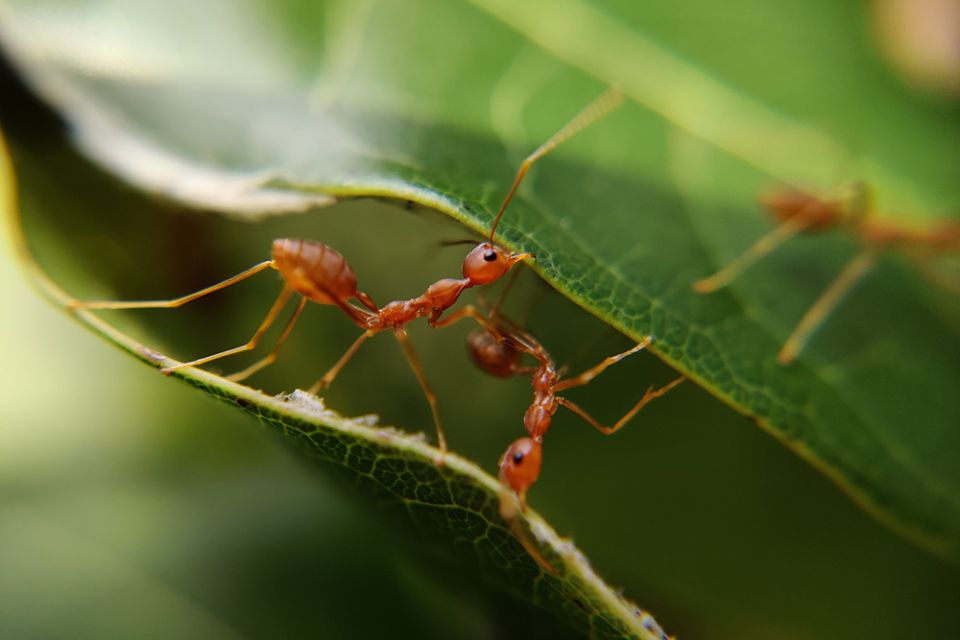 Ants (Unsplash/M.D. Jerry)