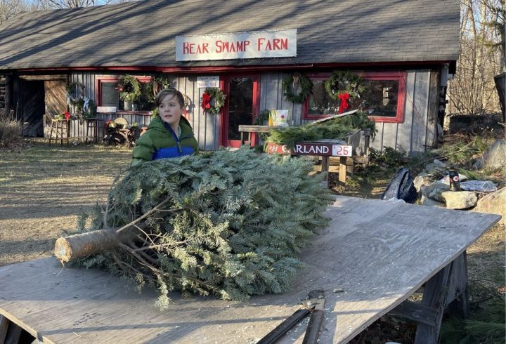 How Christmas trees help heal the land and grow family traditions