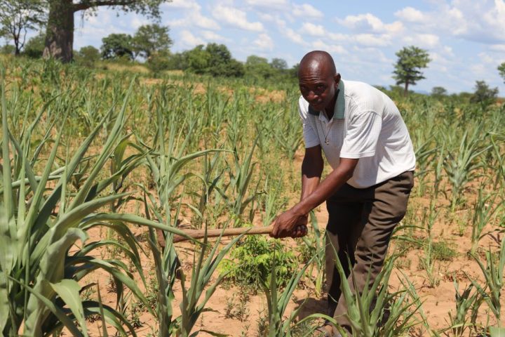 CRS Zambia supports farmers restoring degraded land